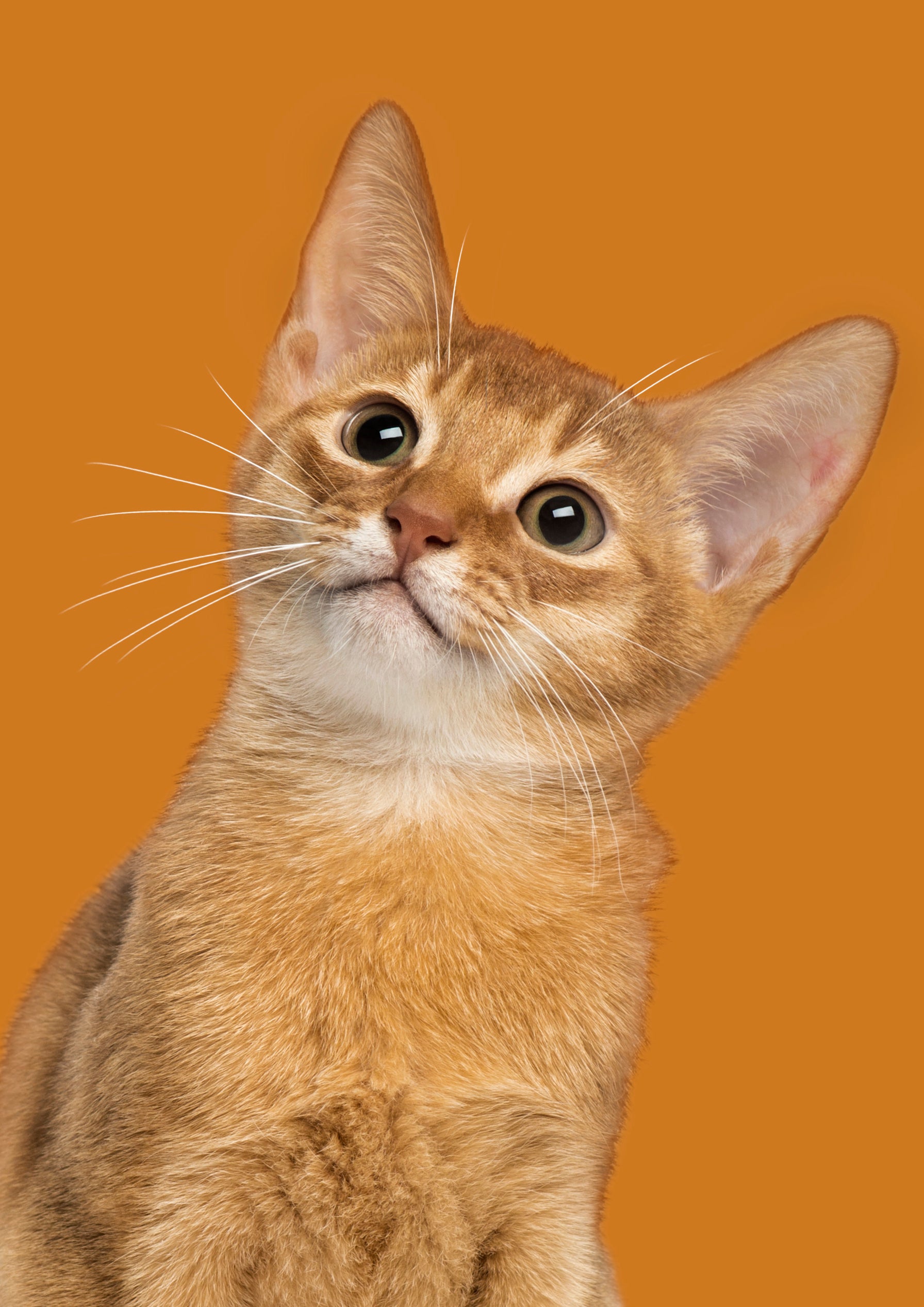Canvas de gato 046 - Canvaradas