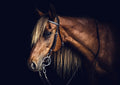 Canvas de caballo 040 - Canvaradas