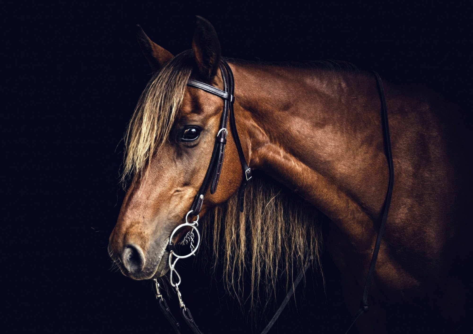 Canvas de caballo 040 - Canvaradas