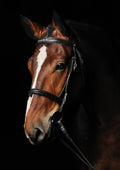 Canvas de caballo 025 - Canvaradas