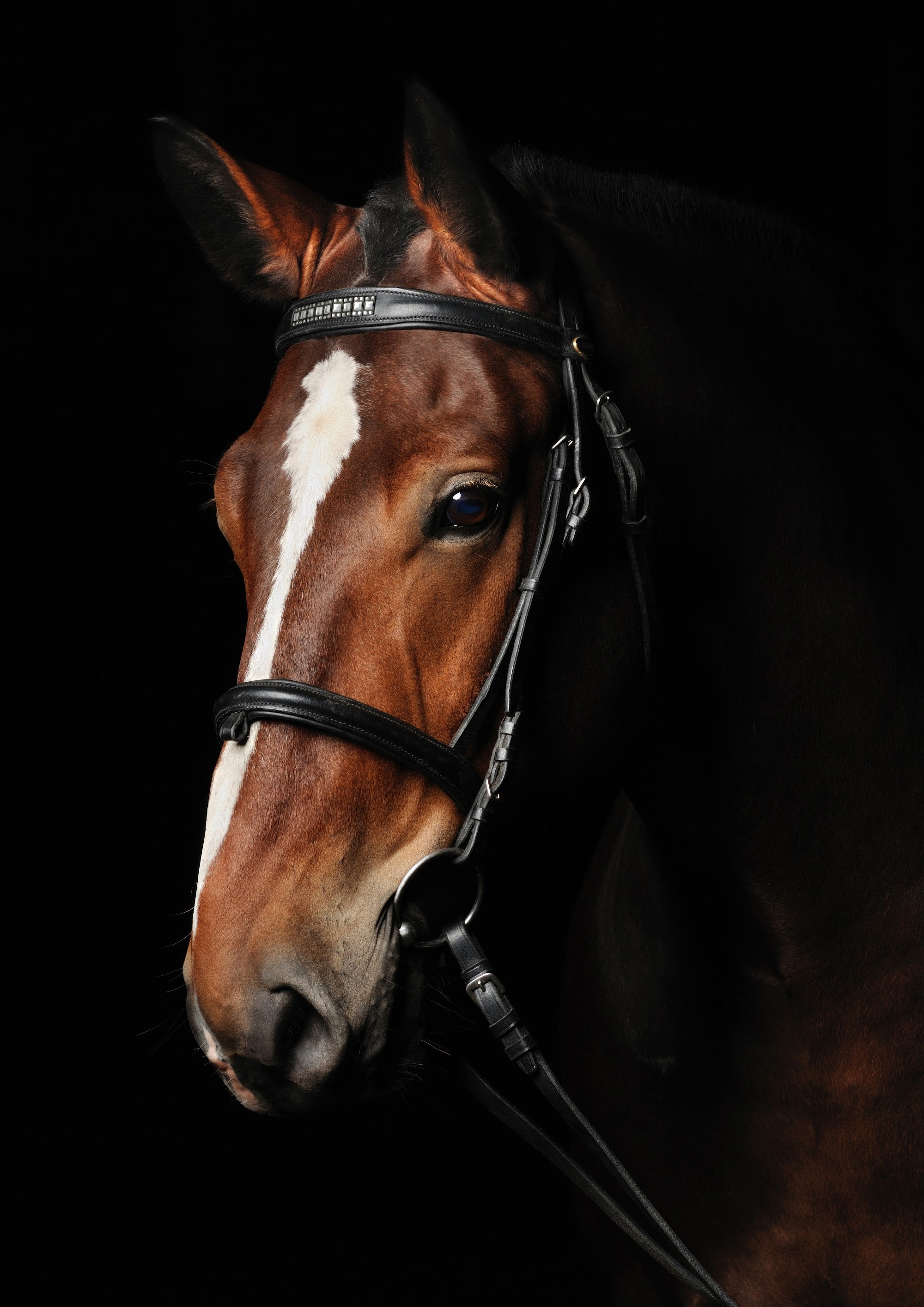 Canvas de caballo 025 - Canvaradas