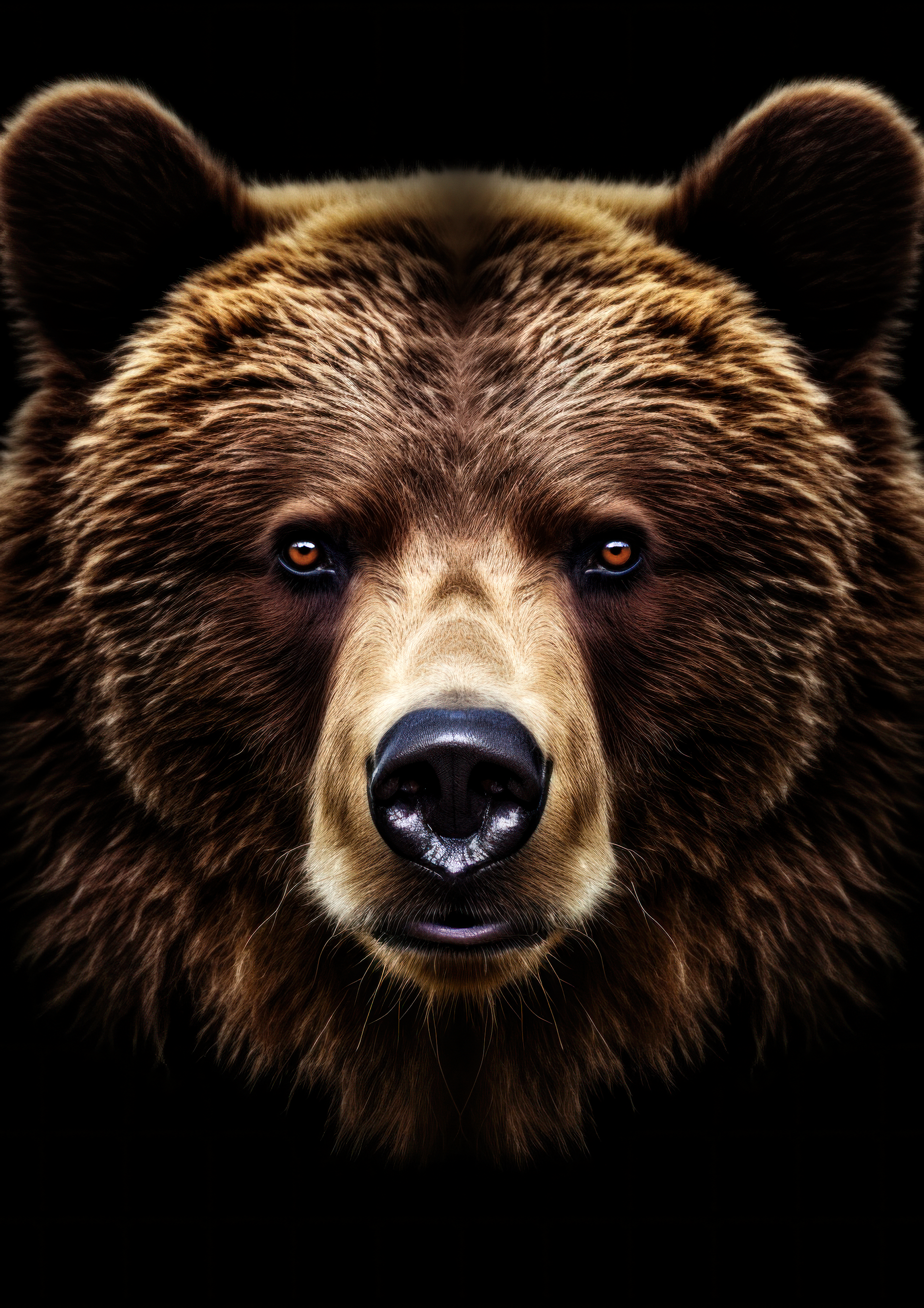 Canvas de oso 026 - Canvaradas