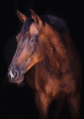 Canvas de caballo 023 - Canvaradas