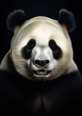 Canvas de oso 005 - Canvaradas