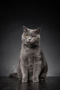 Canvas de gato 055 - Canvaradas