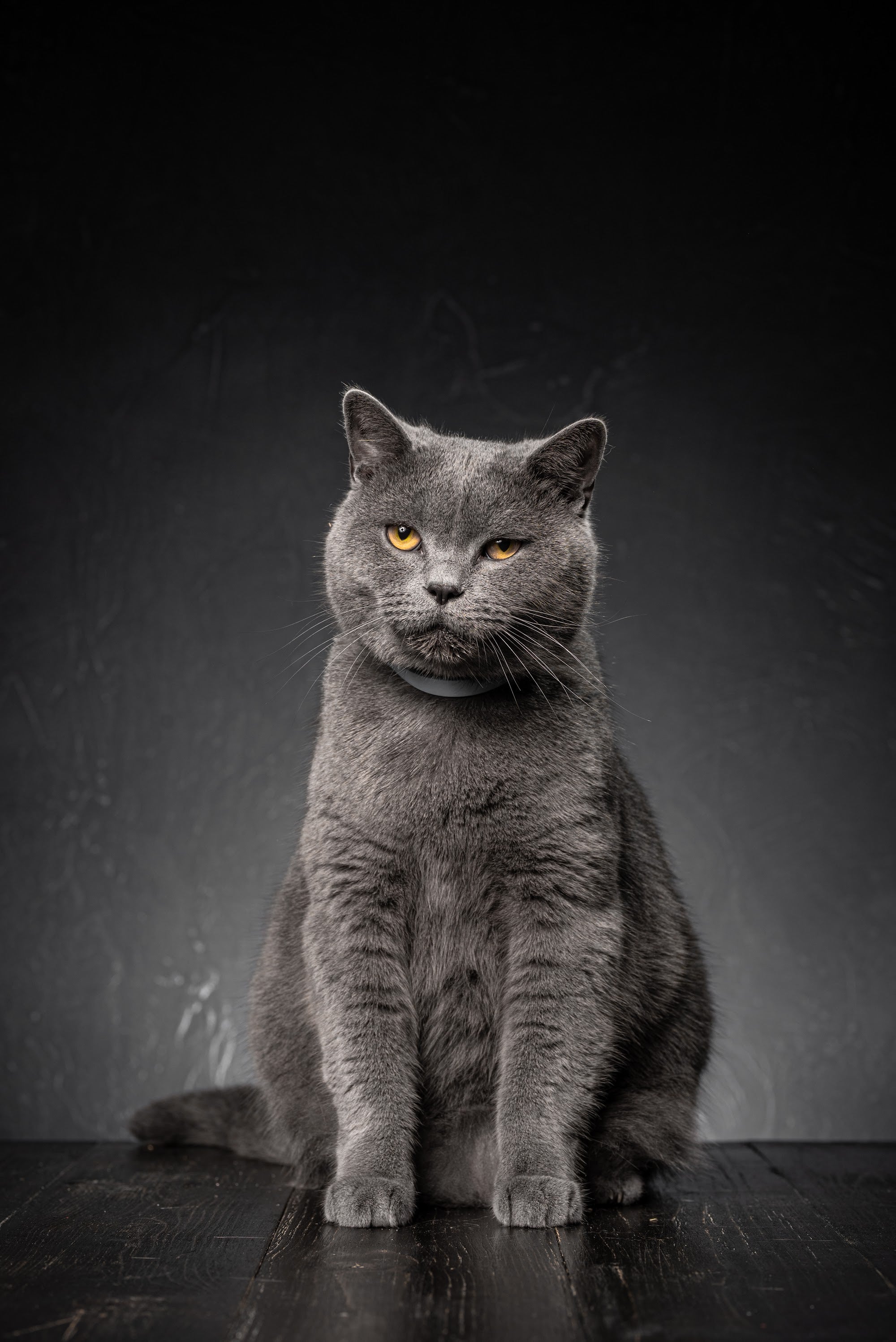 Canvas de gato 055 - Canvaradas
