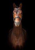 Canvas de caballo 020 - Canvaradas