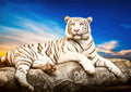 Canvas de felino 085 - Canvaradas