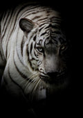 Canvas de felino 072 - Canvaradas