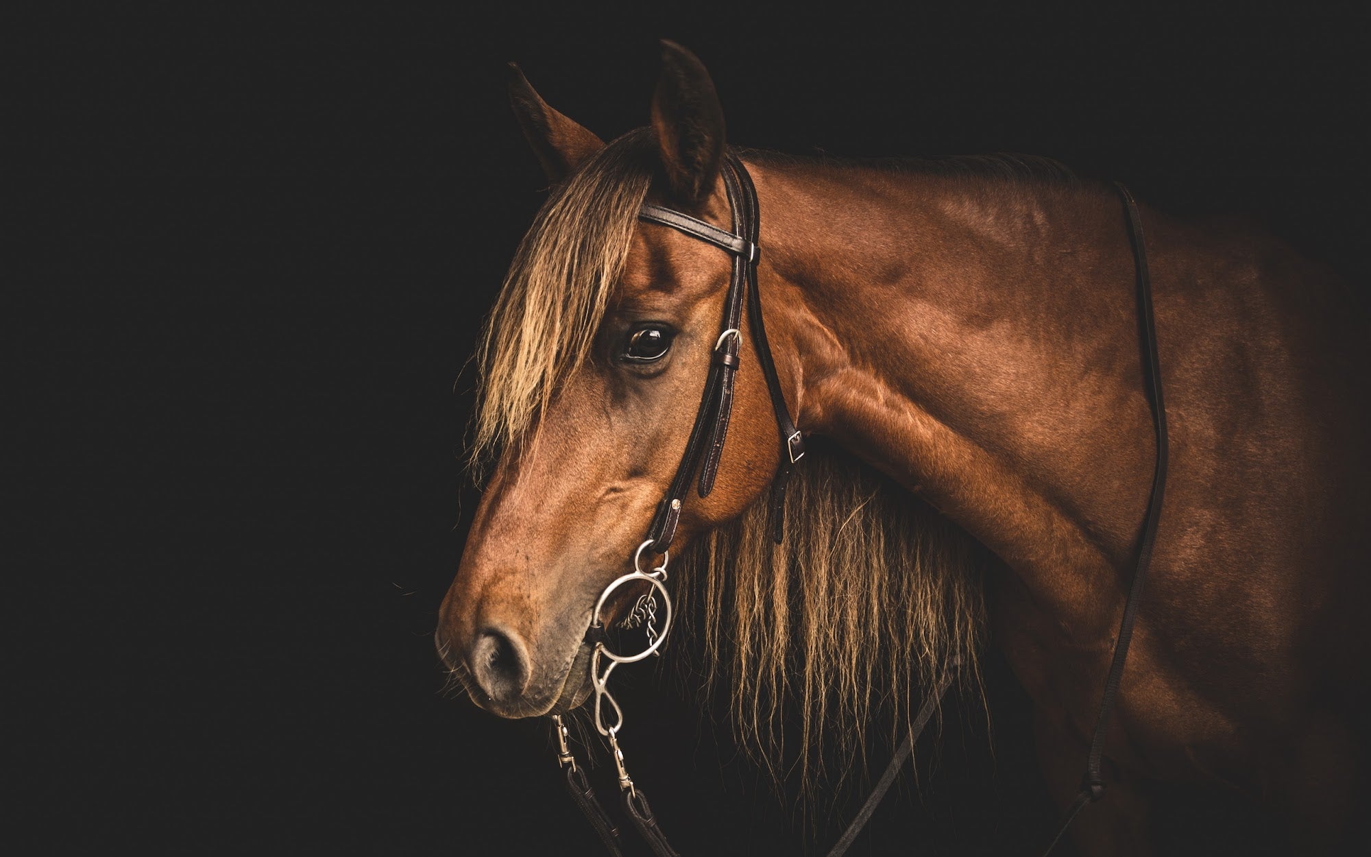 Canvas de caballo 004 - Canvaradas