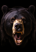 Canvas de oso 025 - Canvaradas