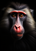 Canvas de primate 024 - Canvaradas