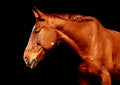Canvas de caballo 041 - Canvaradas