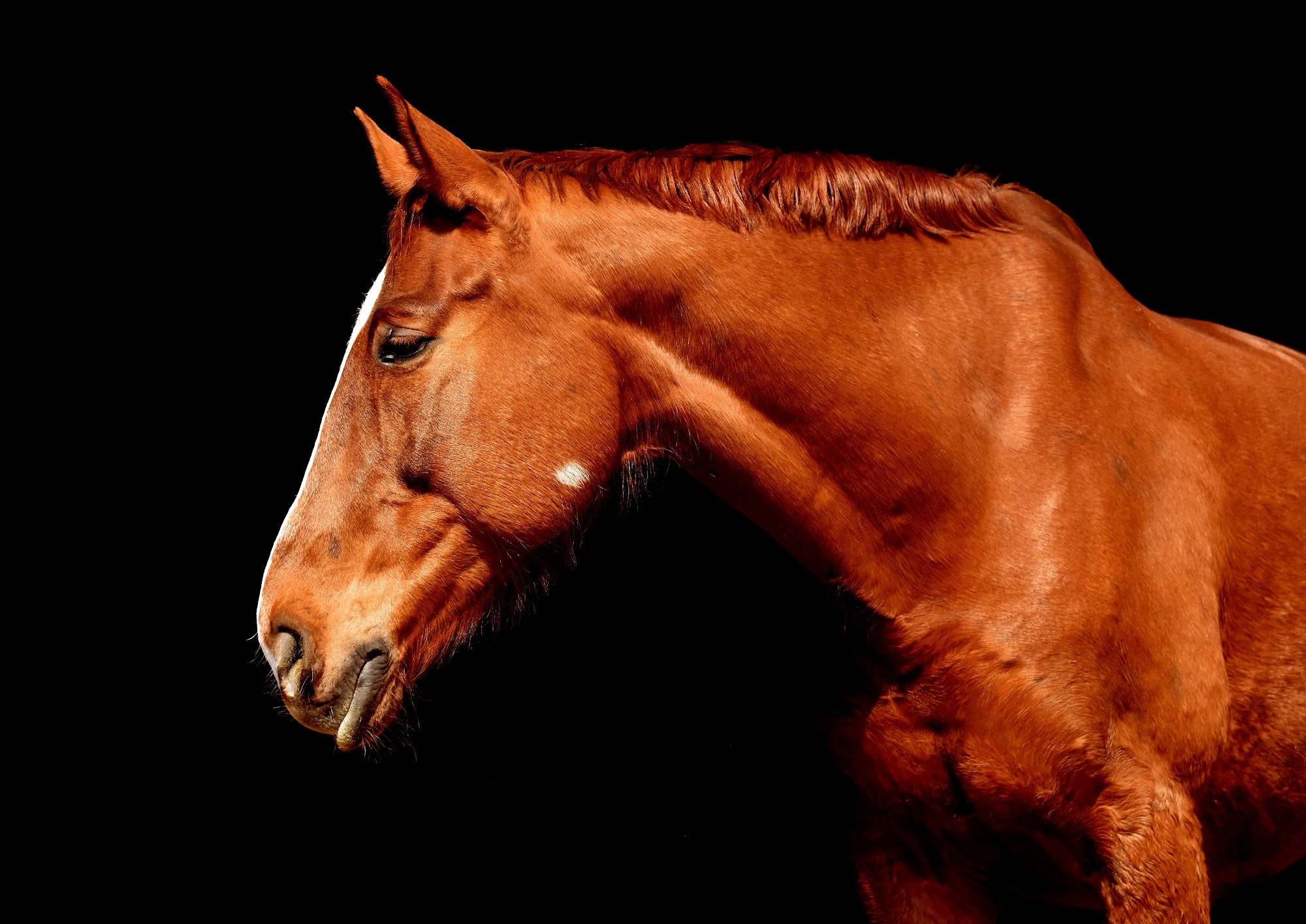 Canvas de caballo 041 - Canvaradas