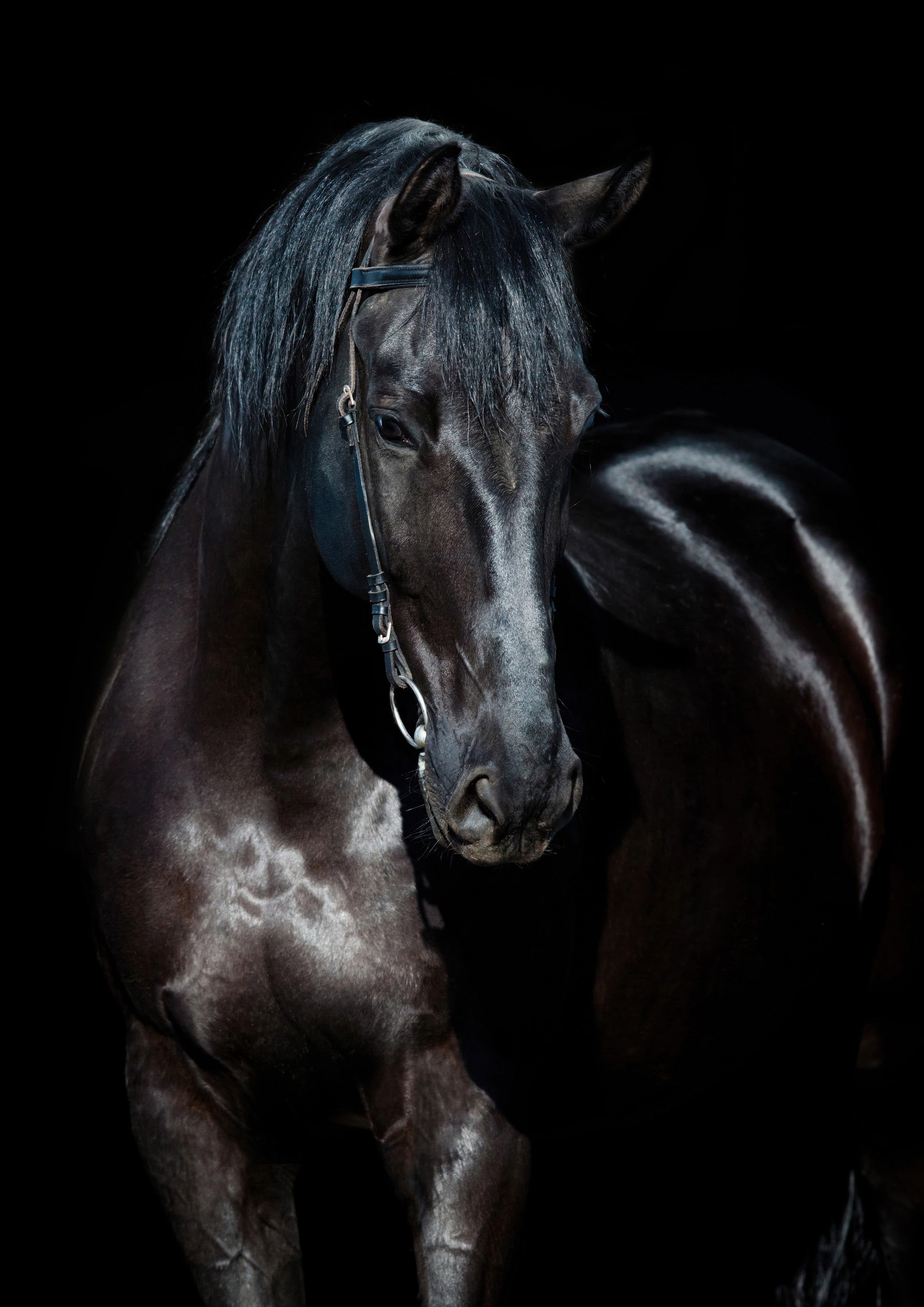Canvas de caballo 027 - Canvaradas