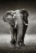 Canvas de elefante 011 - Canvaradas