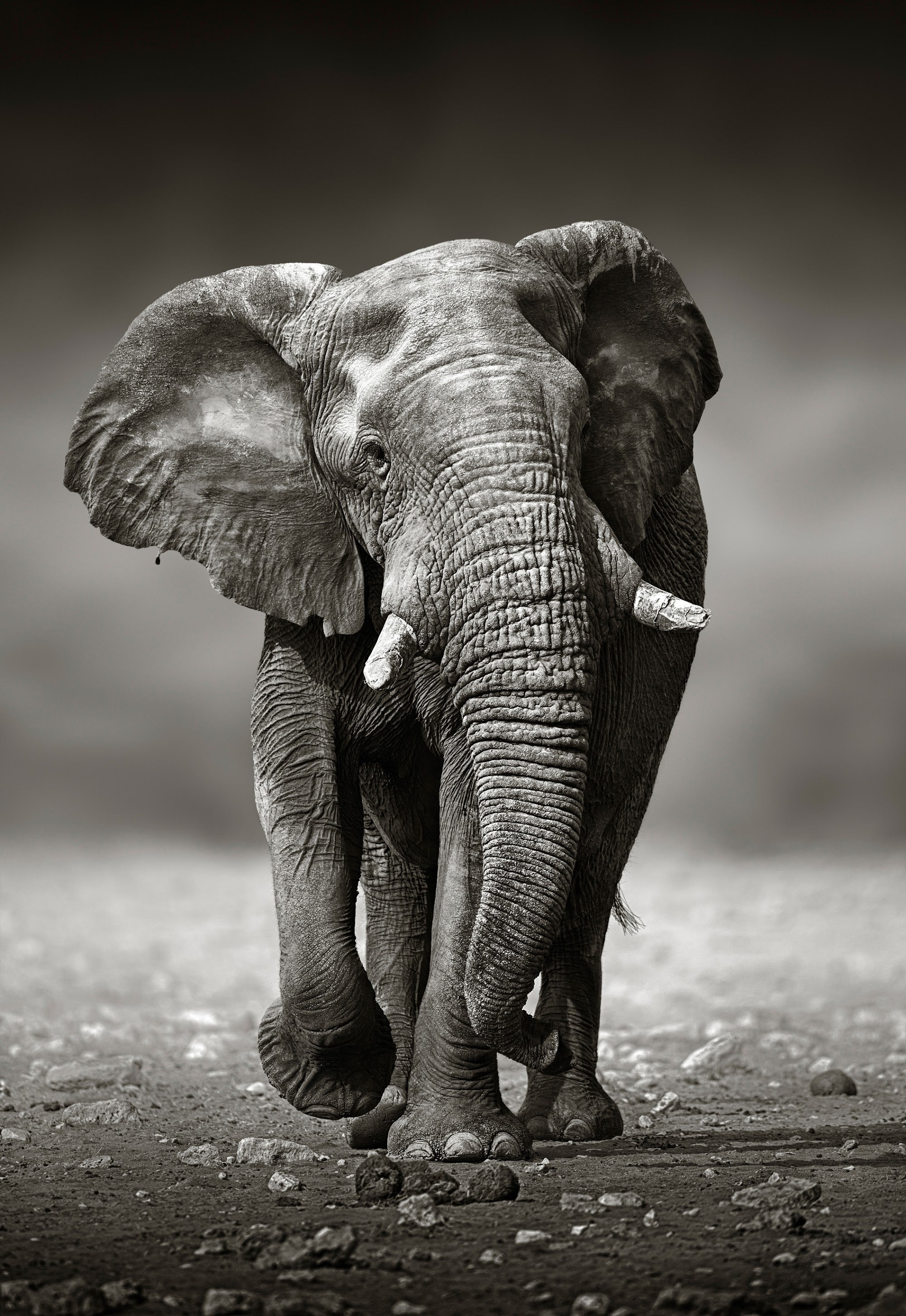 Canvas de elefante 011 - Canvaradas