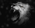 Canvas de felino 010 - Canvaradas