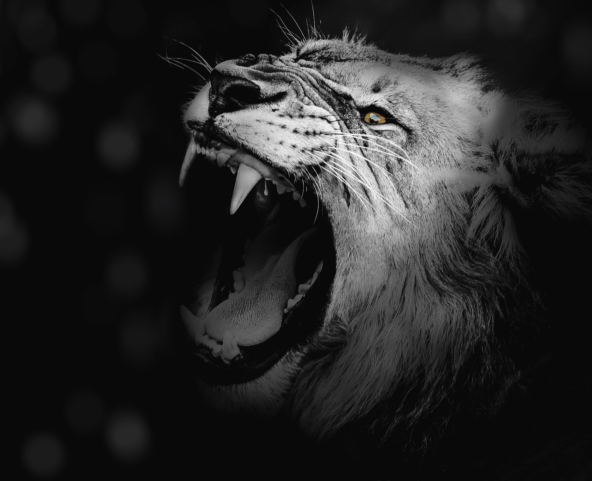 Canvas de felino 010 - Canvaradas