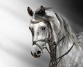 Canvas de caballo 007 - Canvaradas