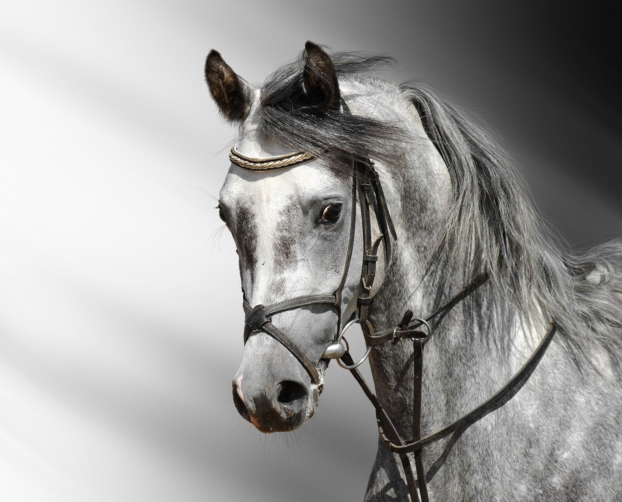 Canvas de caballo 007 - Canvaradas