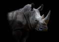 Canvas de rinoceronte 011 - Canvaradas