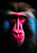Canvas de primate 020 - Canvaradas