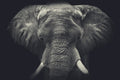 Canvas de elefante 012 - Canvaradas