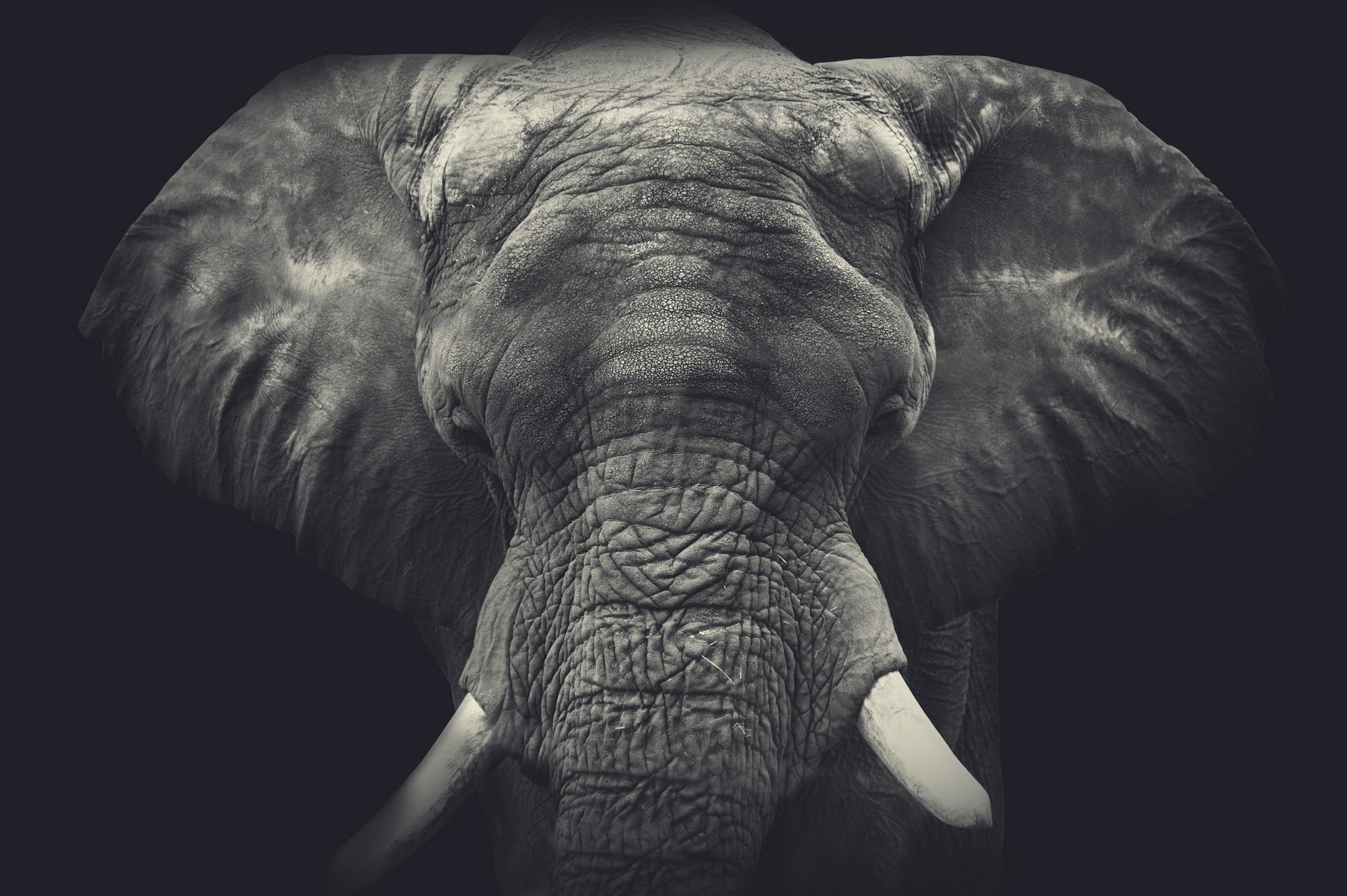 Canvas de elefante 012 - Canvaradas