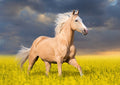 Canvas de caballo 052 - Canvaradas