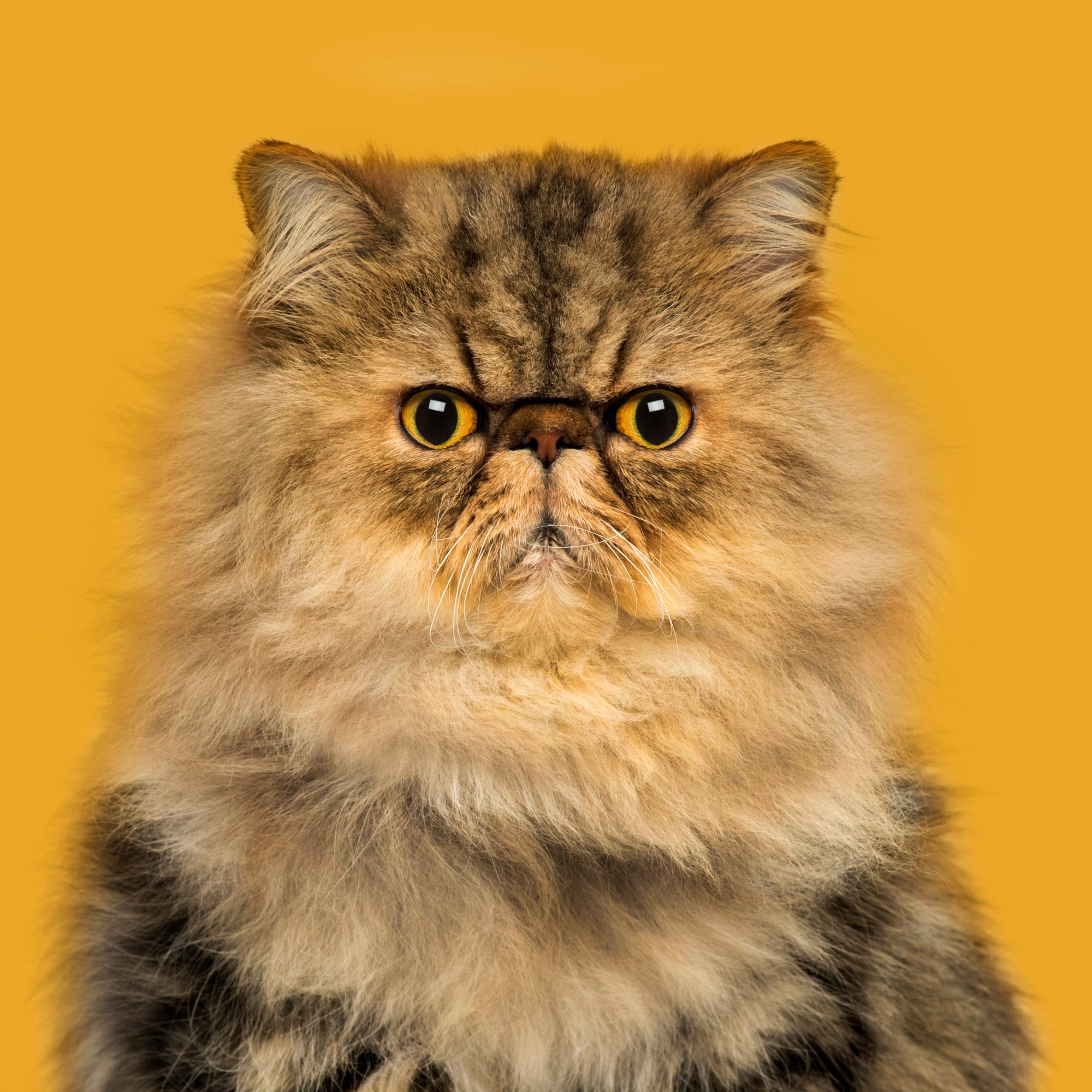 Canvas de gato 100 - Canvaradas