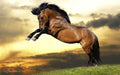 Canvas de caballo 016 - Canvaradas