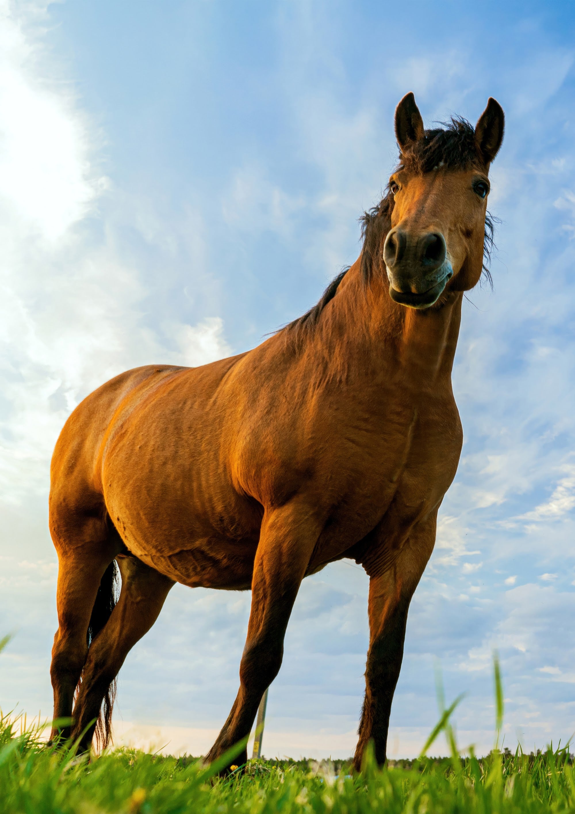 Canvas de caballo 037 - Canvaradas