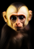 Canvas de primate 040 - Canvaradas