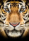Canvas de felino 071 - Canvaradas