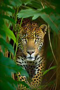 Canvas de felino 087 - Canvaradas