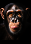 Canvas de primate 006 - Canvaradas