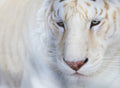Canvas de felino 007 - Canvaradas