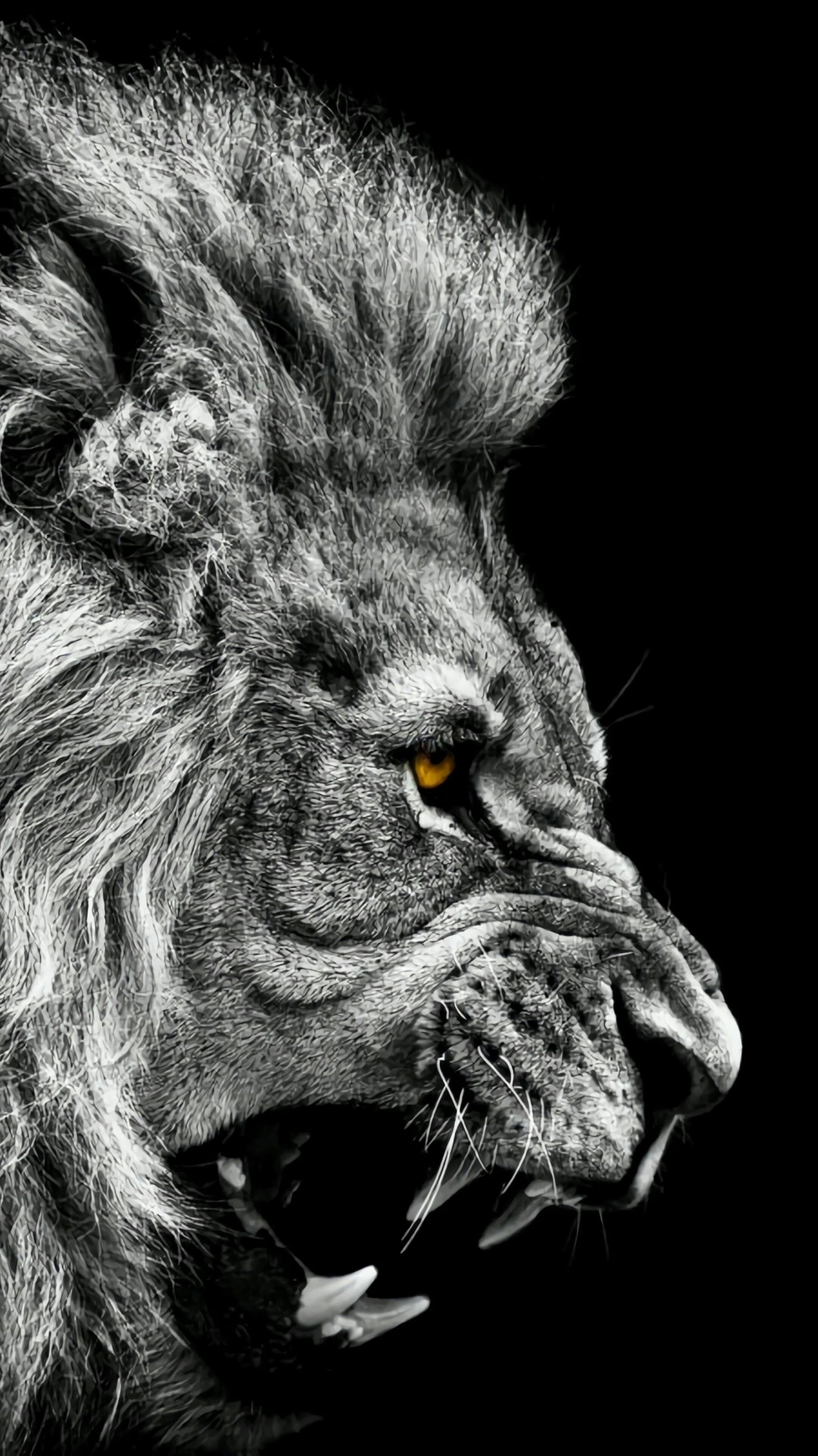 Canvas de león 005 - Canvaradas