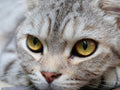 Canvas de gato 071 - Canvaradas