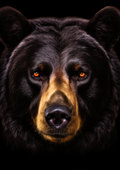 Canvas de oso 024 - Canvaradas