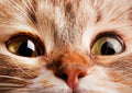 Canvas de gato 075 - Canvaradas