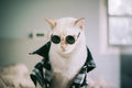 Canvas de gato 026 - Canvaradas
