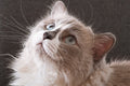 Canvas de gato 088 - Canvaradas