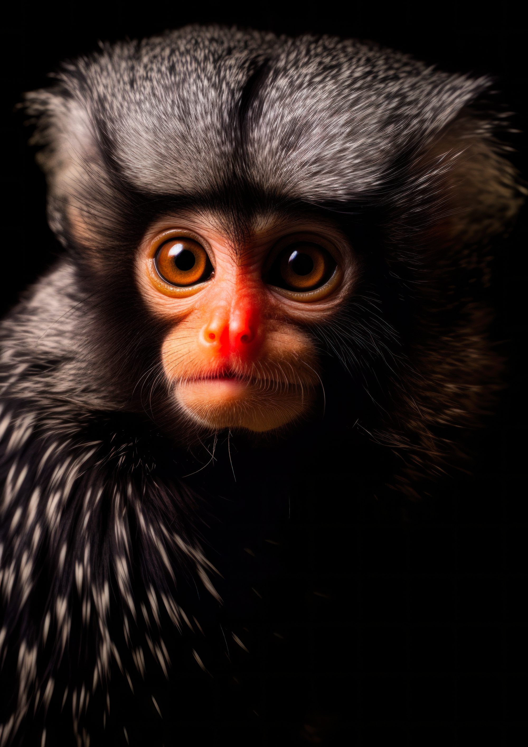 Canvas de primate 046 - Canvaradas