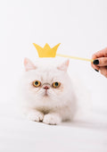 Canvas de gato 052 - Canvaradas