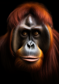 Canvas de primate 038 - Canvaradas