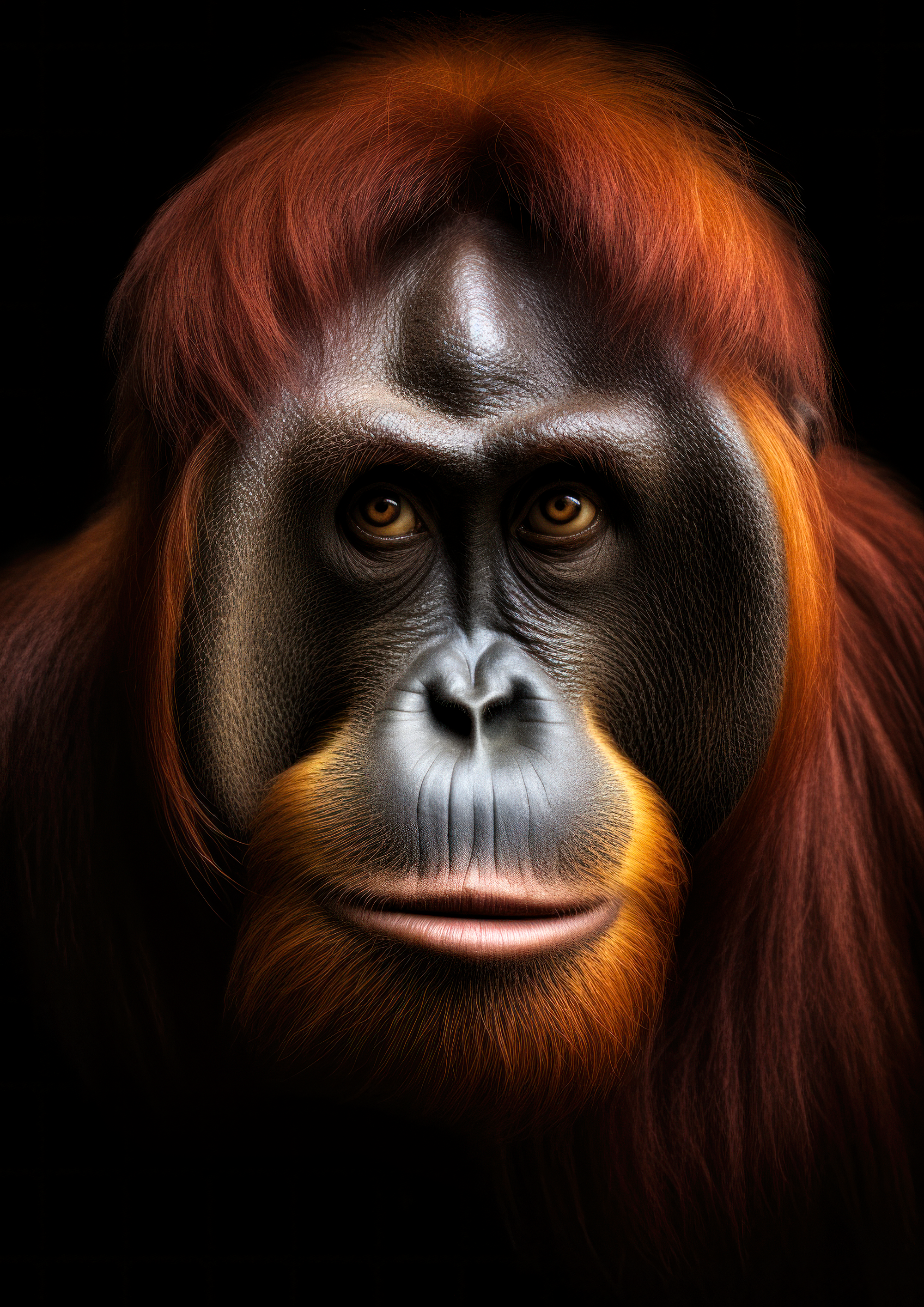 Canvas de primate 038 - Canvaradas