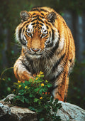 Canvas de felino 070 - Canvaradas