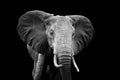 Canvas de elefante 016 - Canvaradas